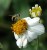 Collecting Pollen