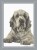 Clumber Spaniel Portrait