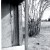 Winter Crape Myrlte & Rural Buiding