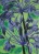 Back in Black Agapanthus