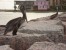 Pelicans Digital Photo