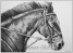 Pen &amp; Ink Equine Portrait