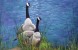 Resting Geese