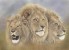 Three Wise kings
