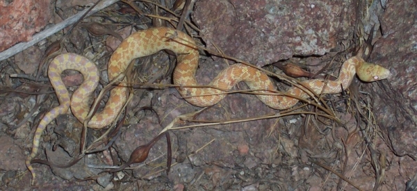 snake