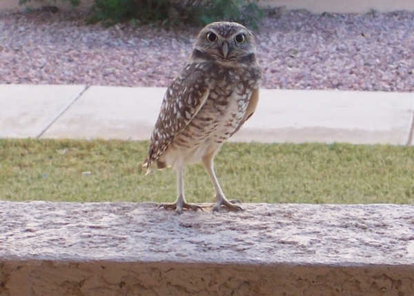 owl