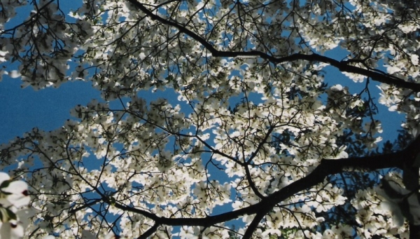 Looking Up Through The Trees