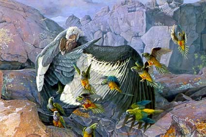 Andean Condor & Patagonian Conures
