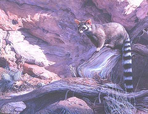 Northern Cacomistle