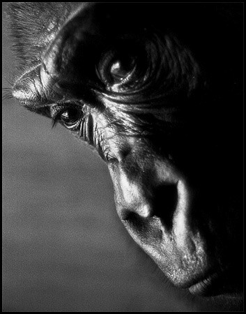 gorilla