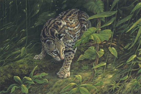 Rainforest Phantom