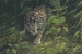 Rainforest Phantom