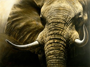 Close encounter - African elephant