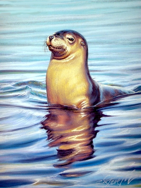 Curiosity-Australian sealion