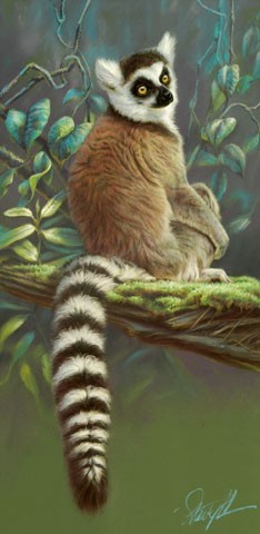 Forest sanctuary-Ringtailed lemur