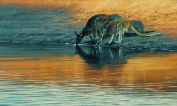 Dusk-grey and red kangaroos