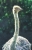 The Ostrich, oil (2004)