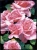 Roses Roses Roses