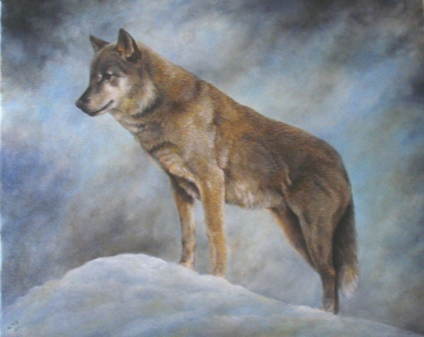 Cold Surveillance. (Timber Wolf)