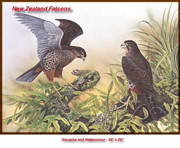 NZ Falcons NZ Falcons