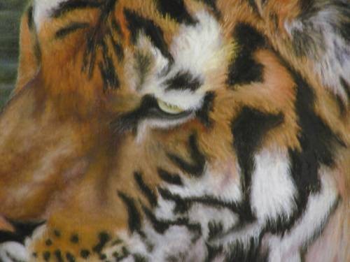 Mr. Cool- close up