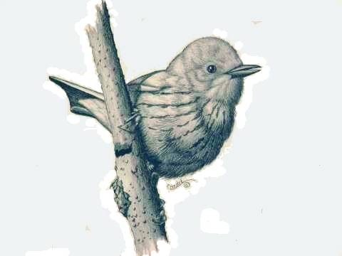 Yellow Warbler