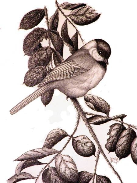 A-Flirtin'- Blackcapped Chickadee