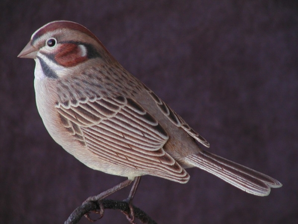 Lark Sparrow closeup