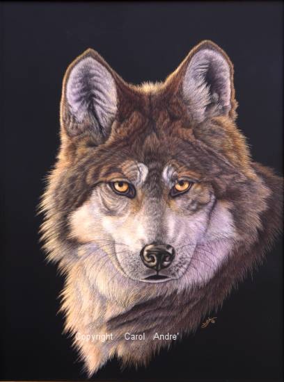 Alpha- Mexican Wolf
