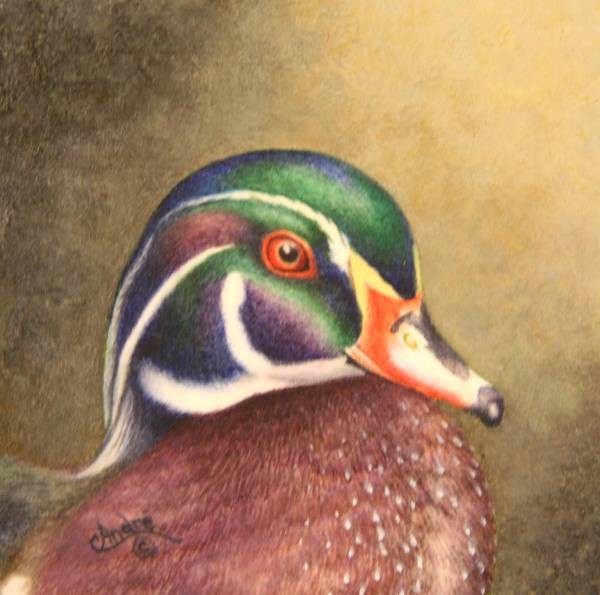 Wood Duck drake