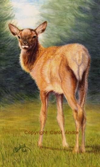 Elk Calf   4.5&quot; x 2.62&quot;  a