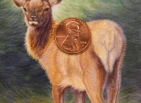 Elk Calf close-up