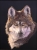 Alpha- Mexican Wolf