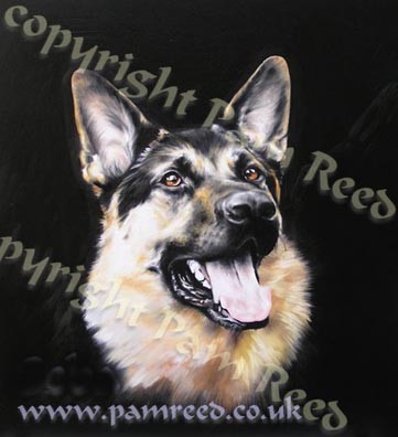 German Shepherd in oils.