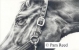 graphite pencil portrait of a horse