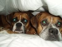 My Dogs, Angus & Lucy