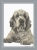 Clumber Spaniel Portrait