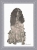 Springer Spaniel