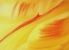 Flaming Tulip
