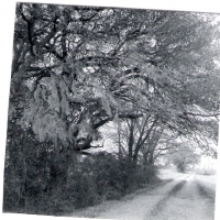 Clark's  moss-laden tree landscape