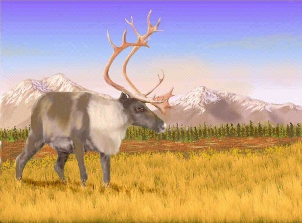 Rangifer 1