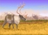 Rangifer 1