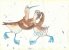 Dancing birds