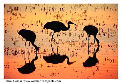 Sandhills at Sunset