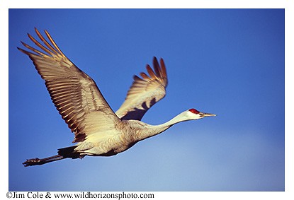 Sandhill in Flight
