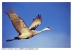 Sandhill in Flight