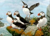 Original oil of Atlantic Puffins