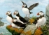 Original oil of Atlantic Puffins
