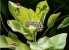 Original oil of Milkweeds & Peepers