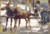 Moose - Historical Photo Restoration